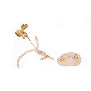 Композиция Ирис   