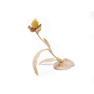 Композиция Ирис   